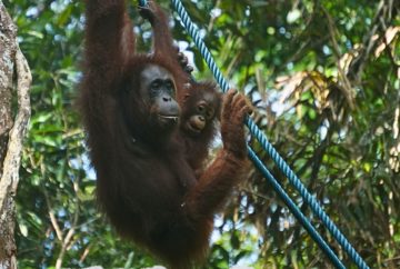 semenggoh, malaisie, borneo, singe orang outan