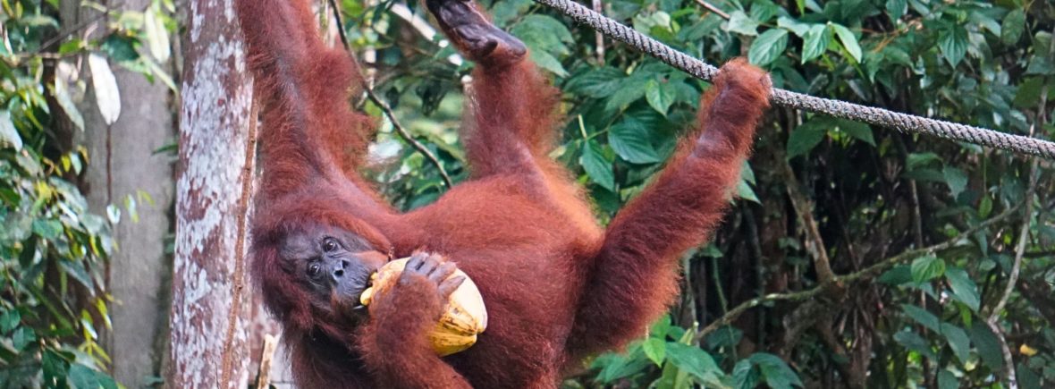 semenggoh, malaisie, borneo, singe orang outan