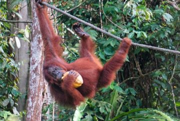 semenggoh, malaisie, borneo, singe orang outan