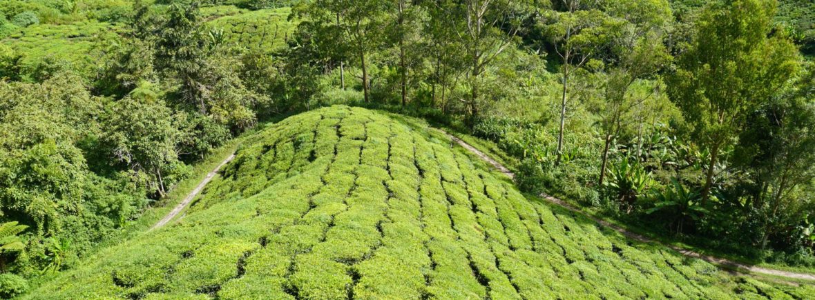 plantations de thé, cameron highlands, malaisie