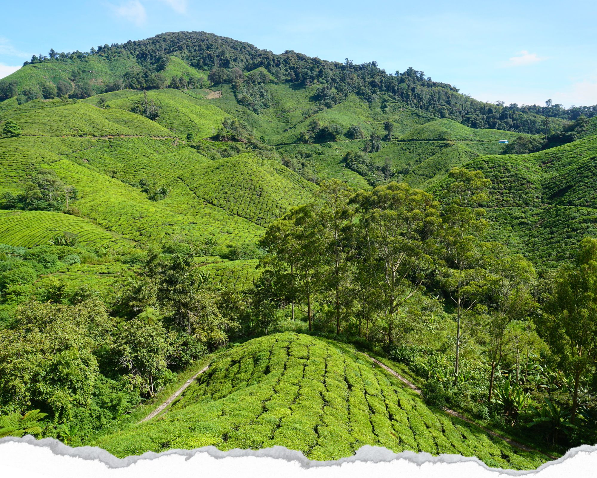 plantations de thé, cameron highlands, malaisie