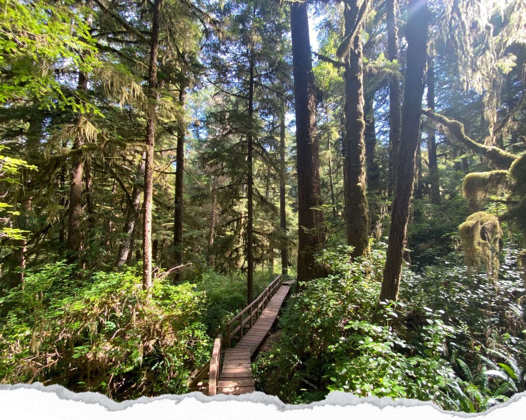 rainforest trail, vancouver island, canada, pacific rim national parc