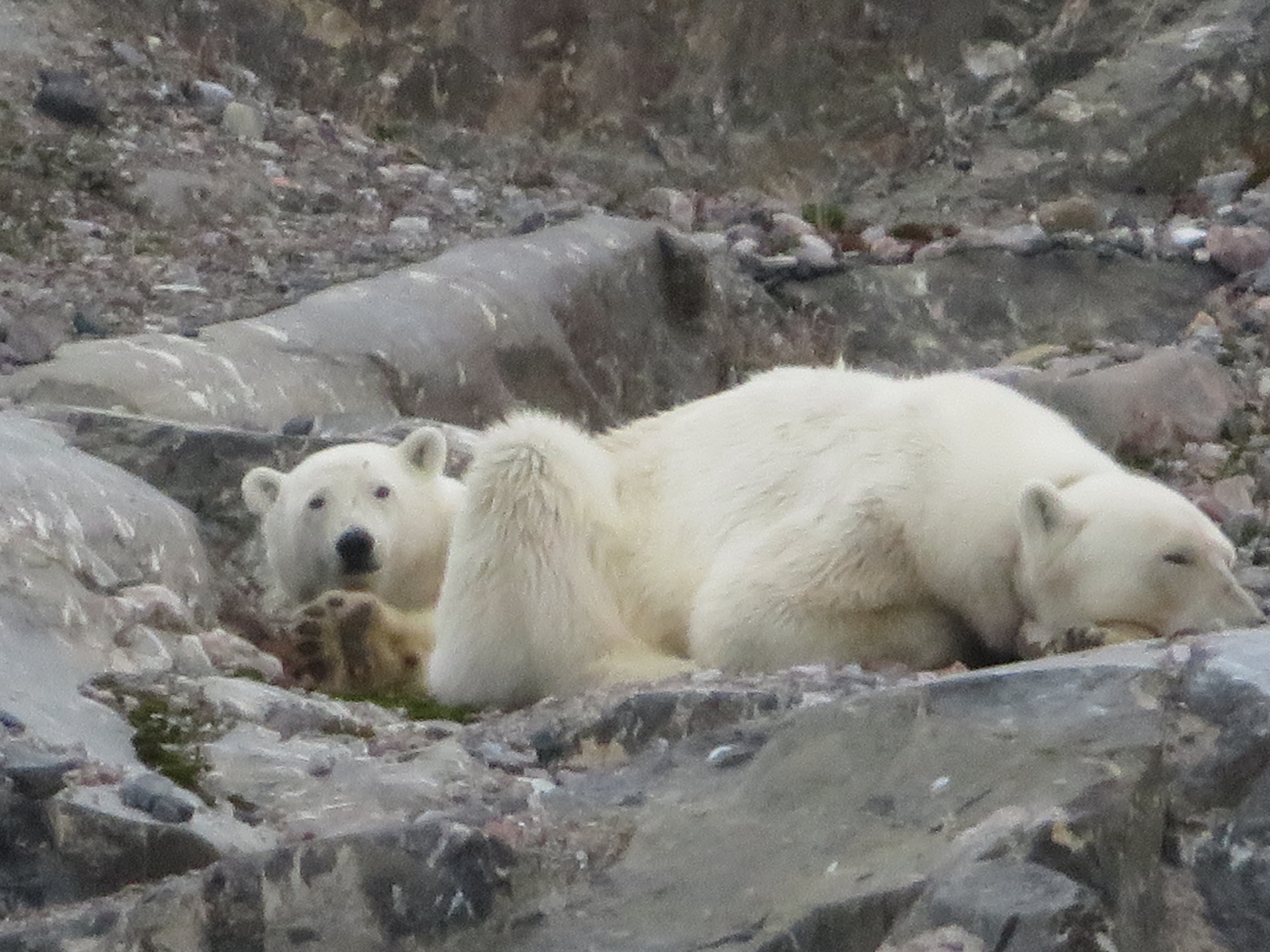 ours polaire - svalbard