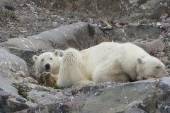 ours polaire - svalbard