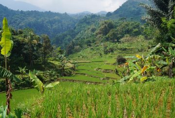indonésie, java, bogor, rizières