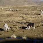 Pérou Bolivie