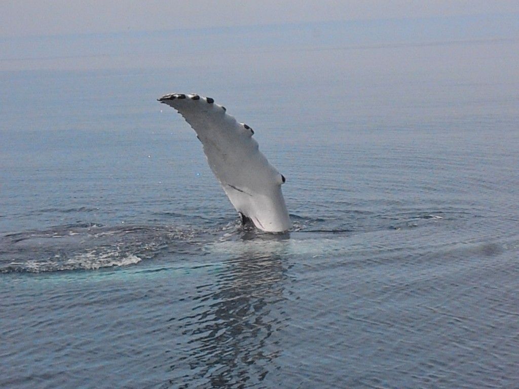 Husavik baleines