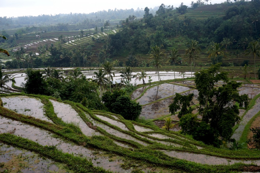 rizières de Jatiluwih Bali