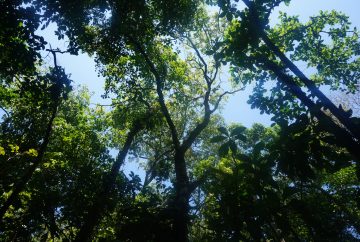 forêt parc national tortuguero costa rica